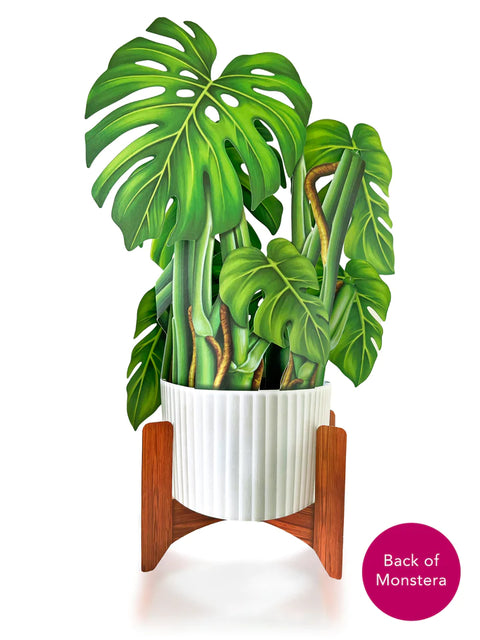 Monstera Life-Sized Pop-Up Houseplant Greeting Card Freshcut Paper Default Title  