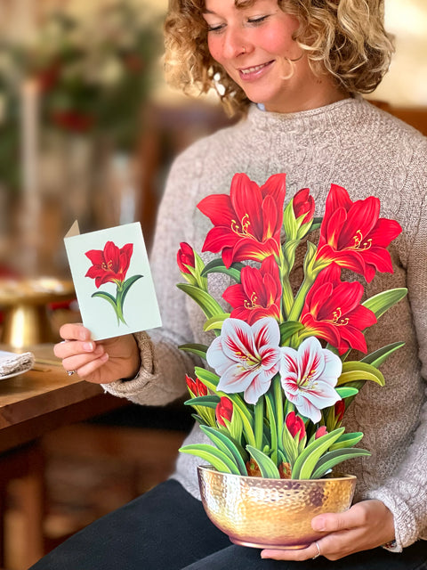 Scarlet Amaryllis Holiday Decor Freshcut Paper   